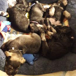 Miniature Schnauzer Puppies from Starbound Miniture Schnauzer's