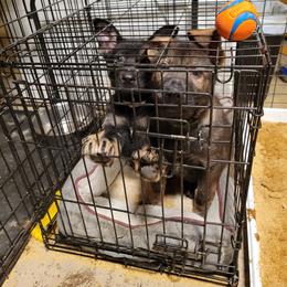 German Shepherd and Pembroke Welsh Corgi Puppies from J&R Shepherds & Corgis