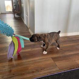 Boxer Puppies from Lando Boxers
