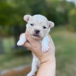 Dewey - Cream male Chihuahua puppy in Harrison, Michigan from Cloud9 Chihuahuas