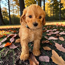 Blue Boy - Apricot male Cavapoo puppy in Lavon, Texas from Magnolia Prairie Doodles