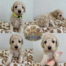 Girl 3 - Apricot female Goldendoodle puppy in Sanger, California from Delta Doodless