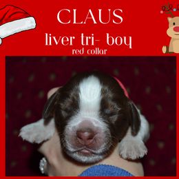 English Springer Spaniel Puppies from Stormin Pine and Prairie Springers