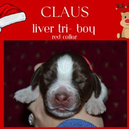 English Springer Spaniel Puppies from Stormin Pine and Prairie Springers