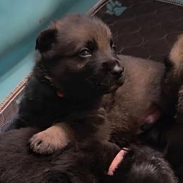 Red Boy - Sable coat - Sable male German Shepherd puppy in Elijay, Georgia from Mission K9