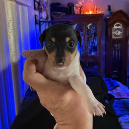 Pup B - White black and tan male Toy Fox Terrier puppy in Clermont, Florida from Debbie Hiles's Toy Fox Terriers
