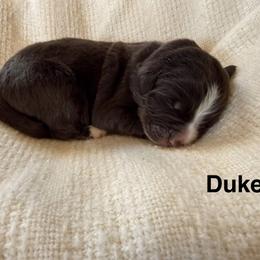 Duke - White and brown male Newfoundland puppy in Goodhue, Minnesota from Claypits Newfoundlands