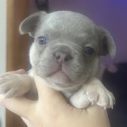 Rocco Socko - Blue male French Bulldog puppy in New Castle, Delaware from Sasha’s Elite Kennel LLC