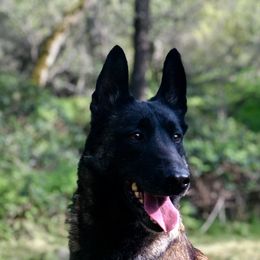 Wicked  - Belgian Malinois
