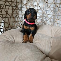 Astra (pink) - Black and rust female Doberman Pinscher puppy in Hamilton, Ohio from Little Dragon Dobermans