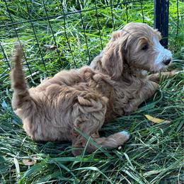 Cinnamon - Caramel red female Labradoodle puppy in Montrose, Colorado from Ithilien Labradoodles