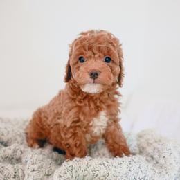 Vinny - Red  male Goldendoodle puppy in Chandler, Arizona from K Farm Doodles
