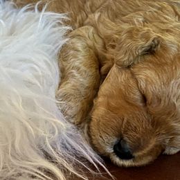 Maltipoo Puppies from Little Loves Maltipoos