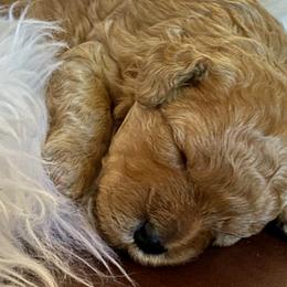 Maltipoo Puppies from Little Loves Maltipoos