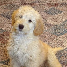 Rhett-Dream - Cream male Labradoodle puppy in Churchill County Fallon, Nevada from Card Family Ranch