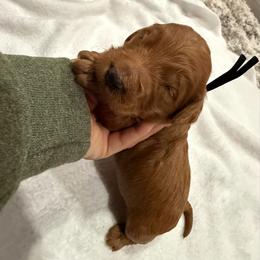 Black - Red  male Goldendoodle puppy in Bakersfield, California from Lavish Doodles