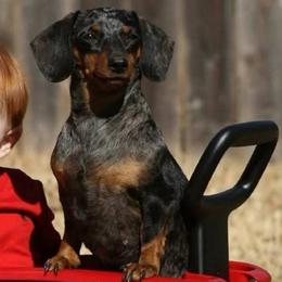 Lady - Dachshund