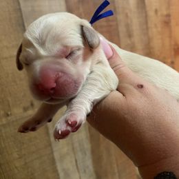 King - Yellow male Labrador Retriever puppy in Hartly, Delaware from Triple Threat Labradors