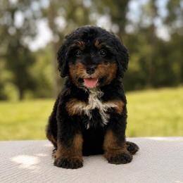Katmai - Phantom male Bernedoodle puppy in Travelers Rest, South Carolina from Bernedoodle.do