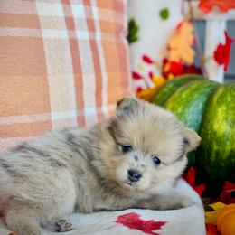 Whiskey - Merle male Pomsky puppy in Greenville, South Carolina from Thicketty Mountain Pomskies