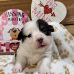 Fancy - White and black female Pembroke Welsh Corgi puppy in Stillwater, Oklahoma from Steele Family Farms