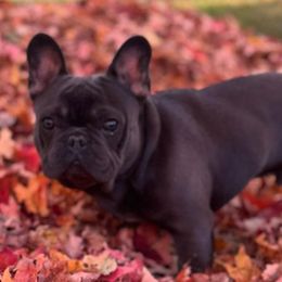 Companion Crosses from Bailey Family Frenchies