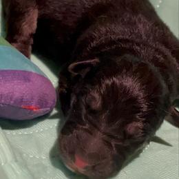 Female Bicolor - Bi-color female German Shepherd puppy in Yuba City, California from Barton’s German Shepherds
