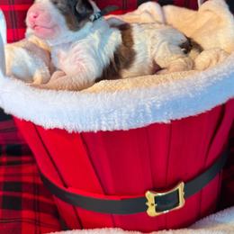 Bernedoodle, Cockapoo, and Goldendoodle Puppies from Avery Doodle Day LLC