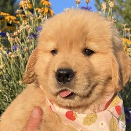 Golden Retrievers from Golden Meadow Puppies