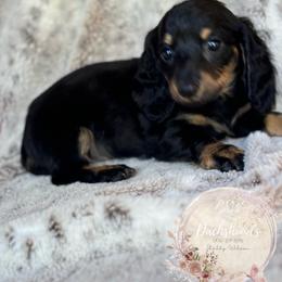 Dachshund Puppies from CSW Dachshunds