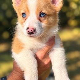 Maple - Red merle and white female American Corgi puppy in Spring Bluff, Georgia from Fender’s Corgi’s