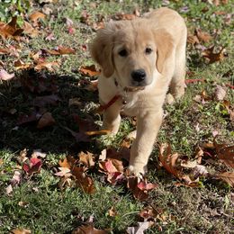 Golden Retriever Puppies from Ruff Life Goldens