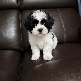 Bert - Black and white male Shichon puppy in Ronda, North Carolina from Willow River