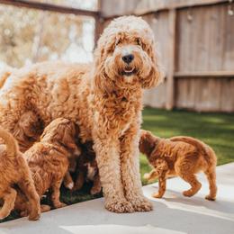 Goldendoodles from Seaside Doodle Co.
