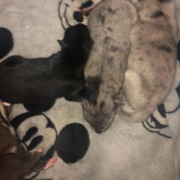 Pomsky Puppies from Urban Sky Kennel