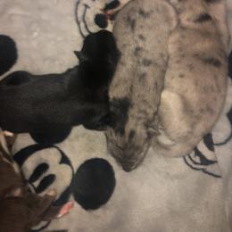 Pomsky Puppies from Urban Sky Kennel