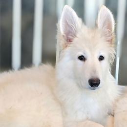 Dolly - White female Shiloh Shepherd puppy in Anza, California from Stunning Shiloh Shepherds