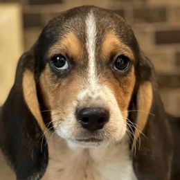 Beagles from Hotel Creek Kennel
