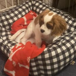 Cavalier King Charles Spaniel Puppies from Christina’s Cavaliers