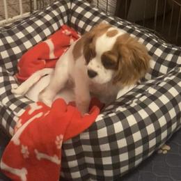 Cavalier King Charles Spaniel Puppies from Christina’s Cavaliers