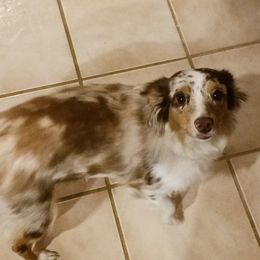 Lucy - Miniature Australian Shepherd