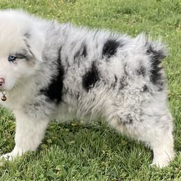Boy 4 - Blue merle Australian Shepherd puppy in Blum, Texas from 4P Poteet Farms