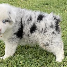 Boy 4 - Blue merle Australian Shepherd puppy in Blum, Texas from 4P Poteet Farms