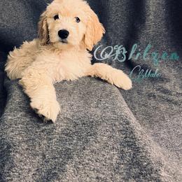 Bernedoodle, Goldendoodle, and Sheepadoodle Puppies from Golden-Doods and Company