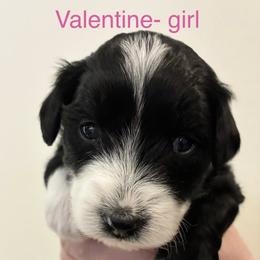 Aussiedoodle Puppies from James Ruby Farms