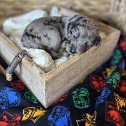 Ginny Weasley - Blue merle female Bordoodle puppy in Valley Center, California from Circle R Valley Farms