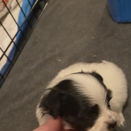 Puppy puppy 2 - White black and tan male Papillon puppy in Derry, New Hampshire from A Circle Of Love Papillons