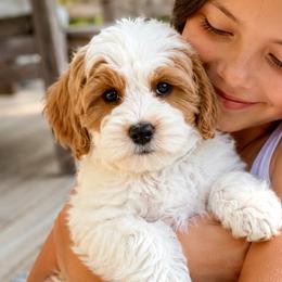 Sheldon - Parti male Goldendoodle puppy in Highland, Utah from Angel Pups Deluxe