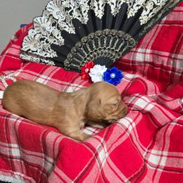 Dachshund Puppies from Snuggle Snoot Doxies