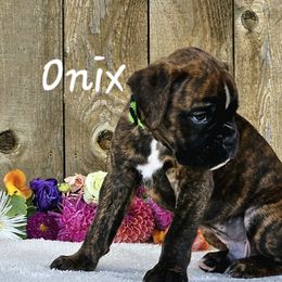 Boy 2 - Brindle Boxer puppy in Cove, Oregon from Luna Ray Boxers